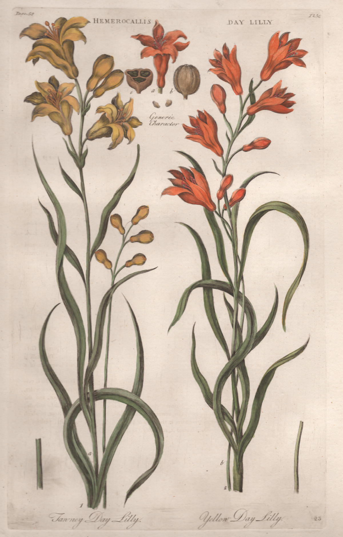 Pl. 58 "Tanney Day Lilly & Yellow Day Lilly"- By John Hill