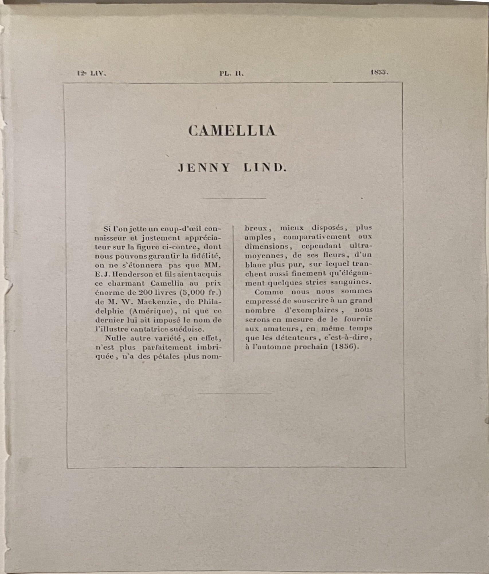Plate 333- Camellia Jenny Lind