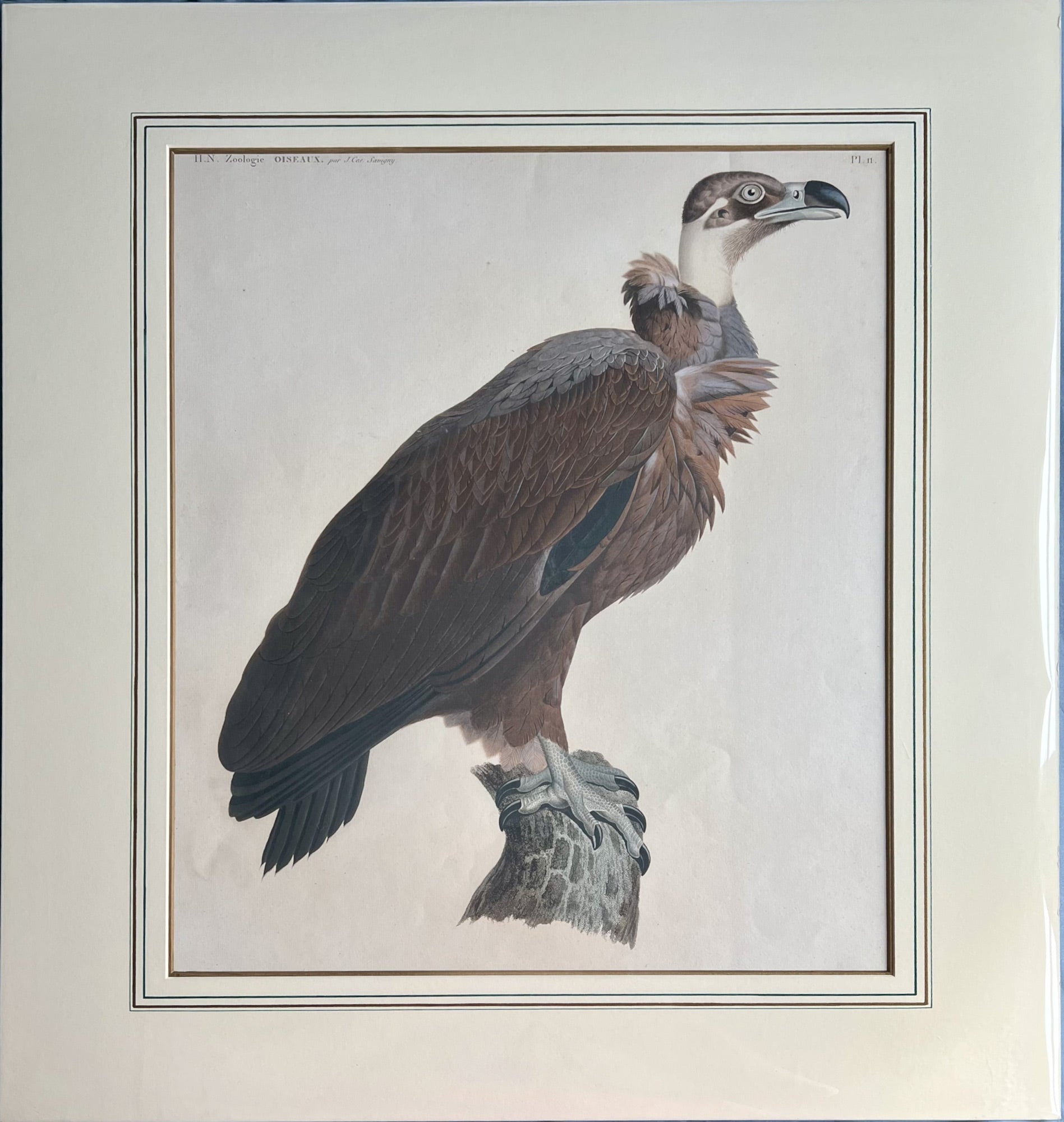 H.N. Zoologie Oiseuax Plate 11- By J. Savigny