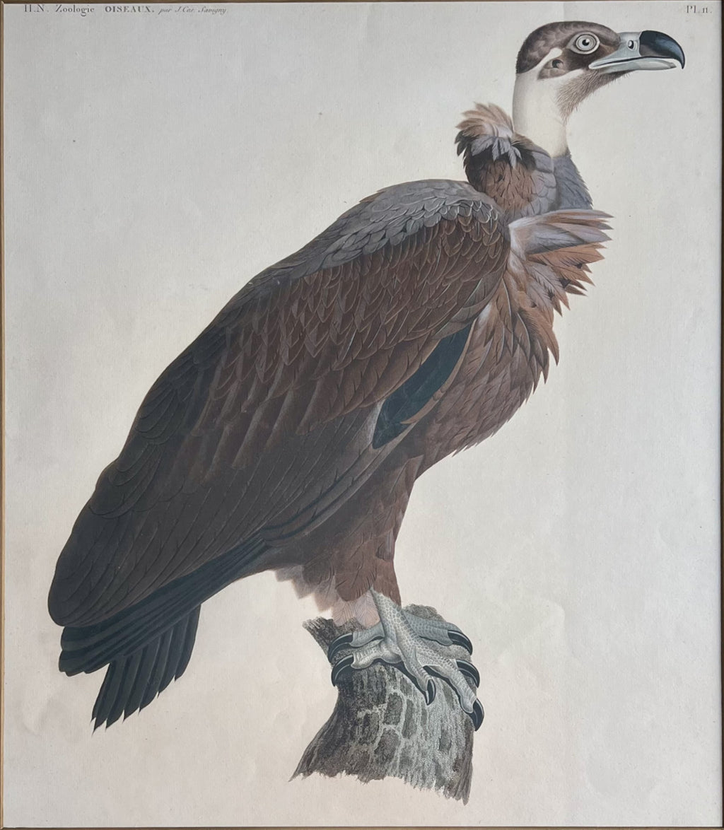 H.N. Zoologie Oiseuax Plate 11- By J. Savigny
