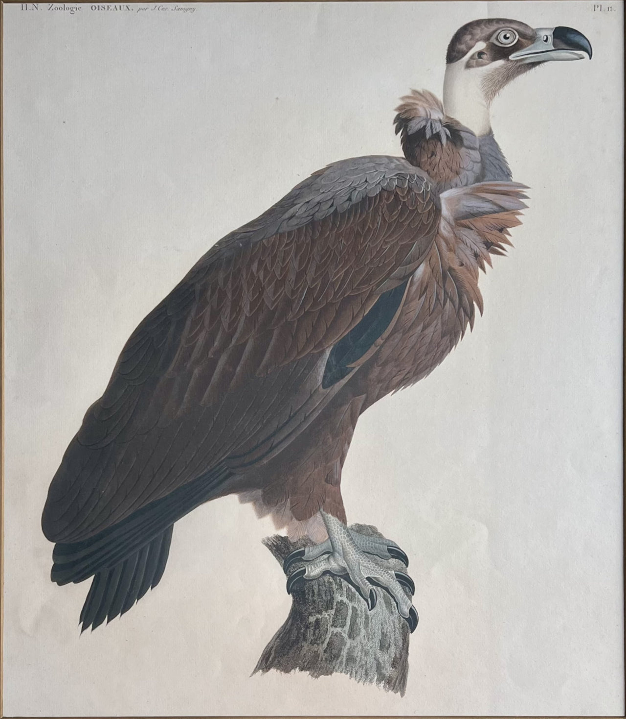 H.N. Zoologie Oiseuax Plate 11- By J. Savigny