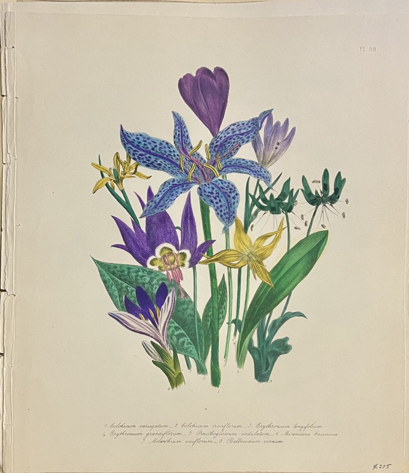 Plate 58