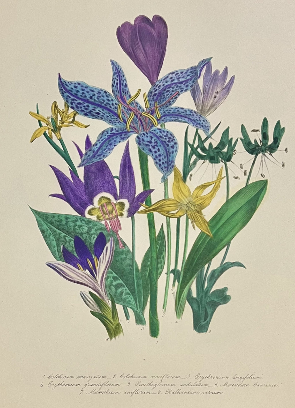 Plate 58