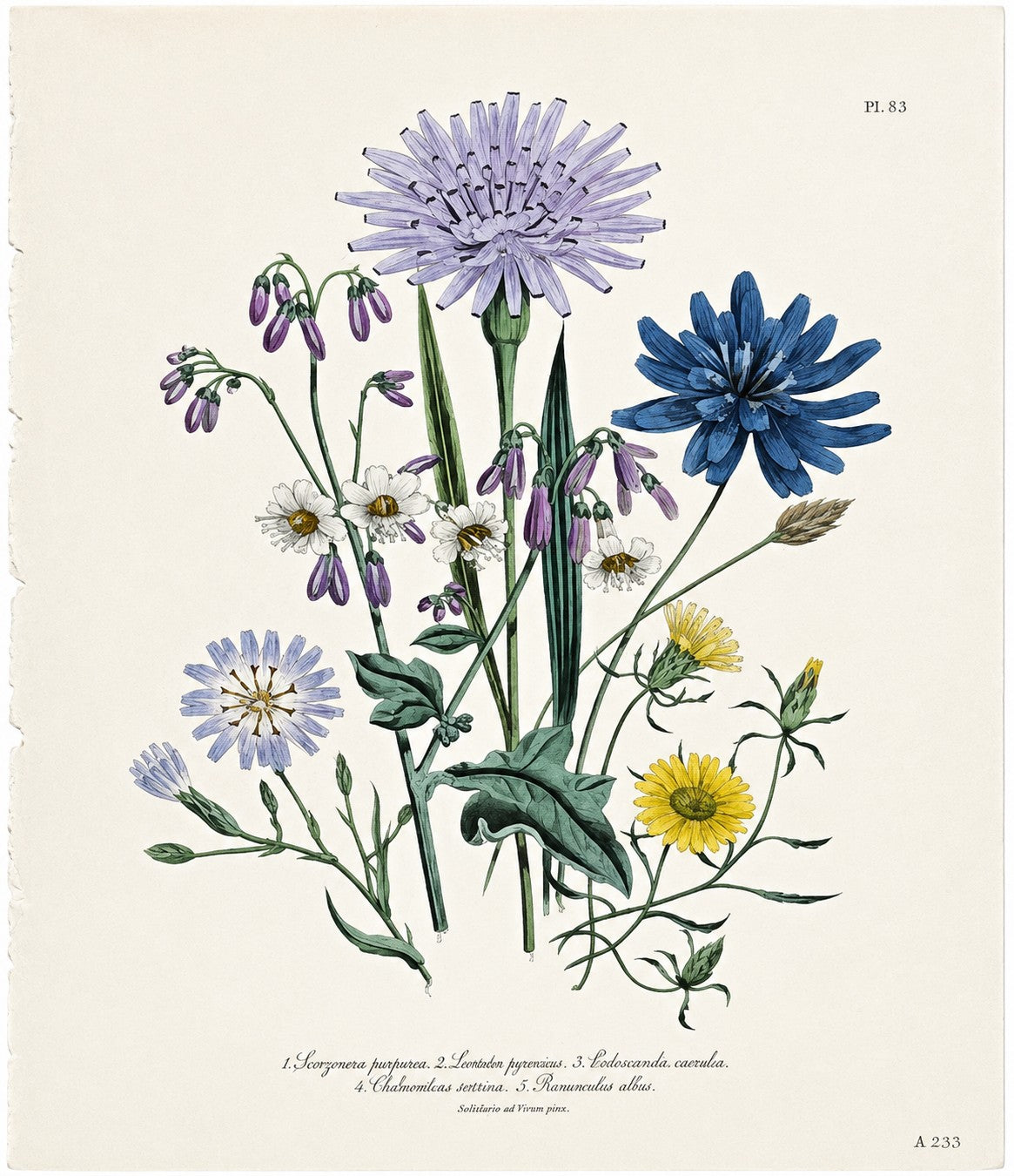 Plate 59