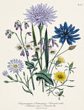 Plate 59