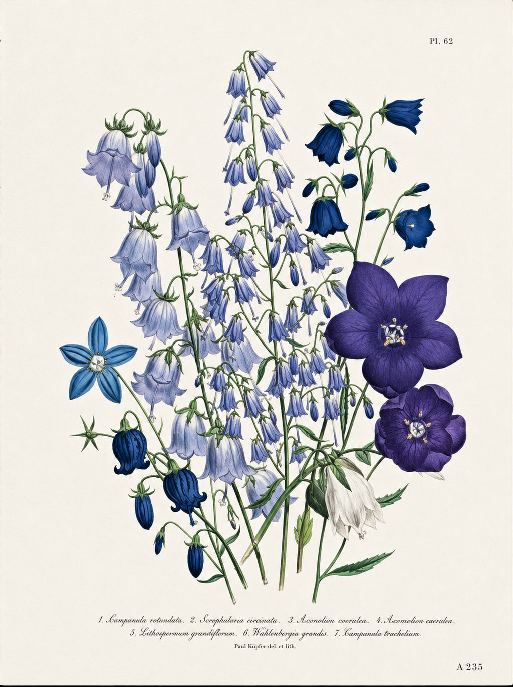 Plate 61