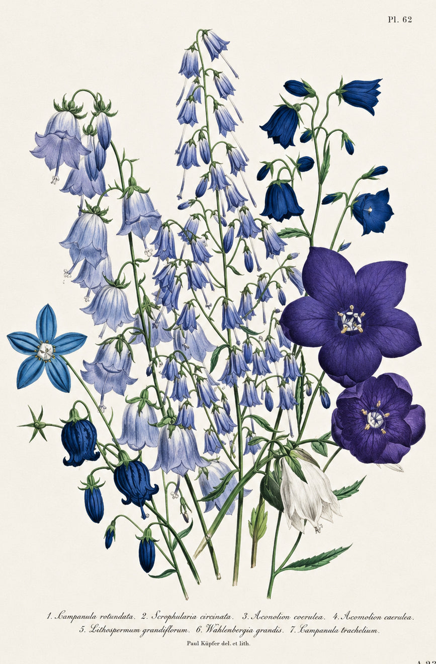 Plate 61