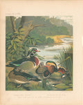 Carolina Ducks & Mandarin Ducks- By J.W. Ludlow