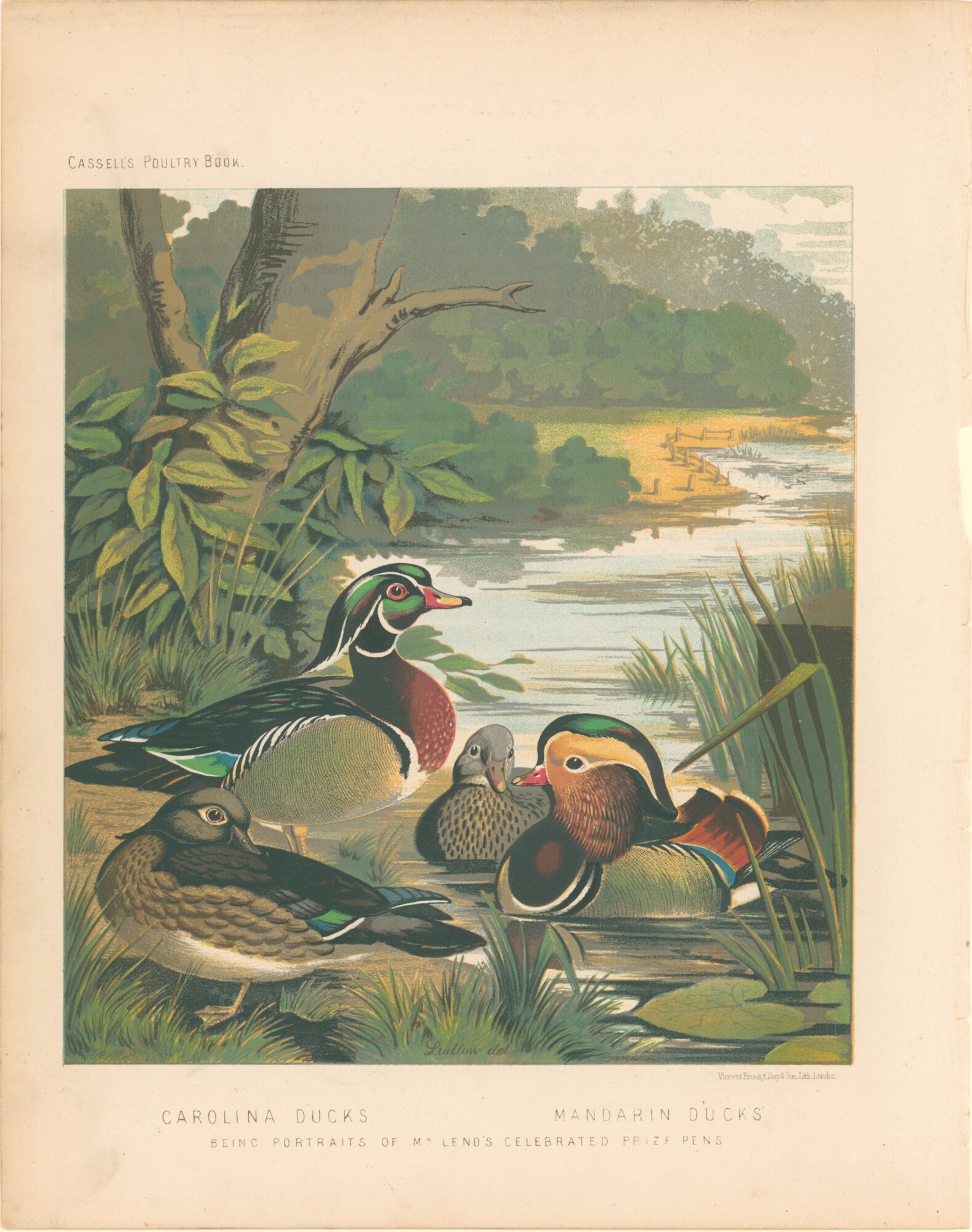 Carolina Ducks & Mandarin Ducks- By J.W. Ludlow
