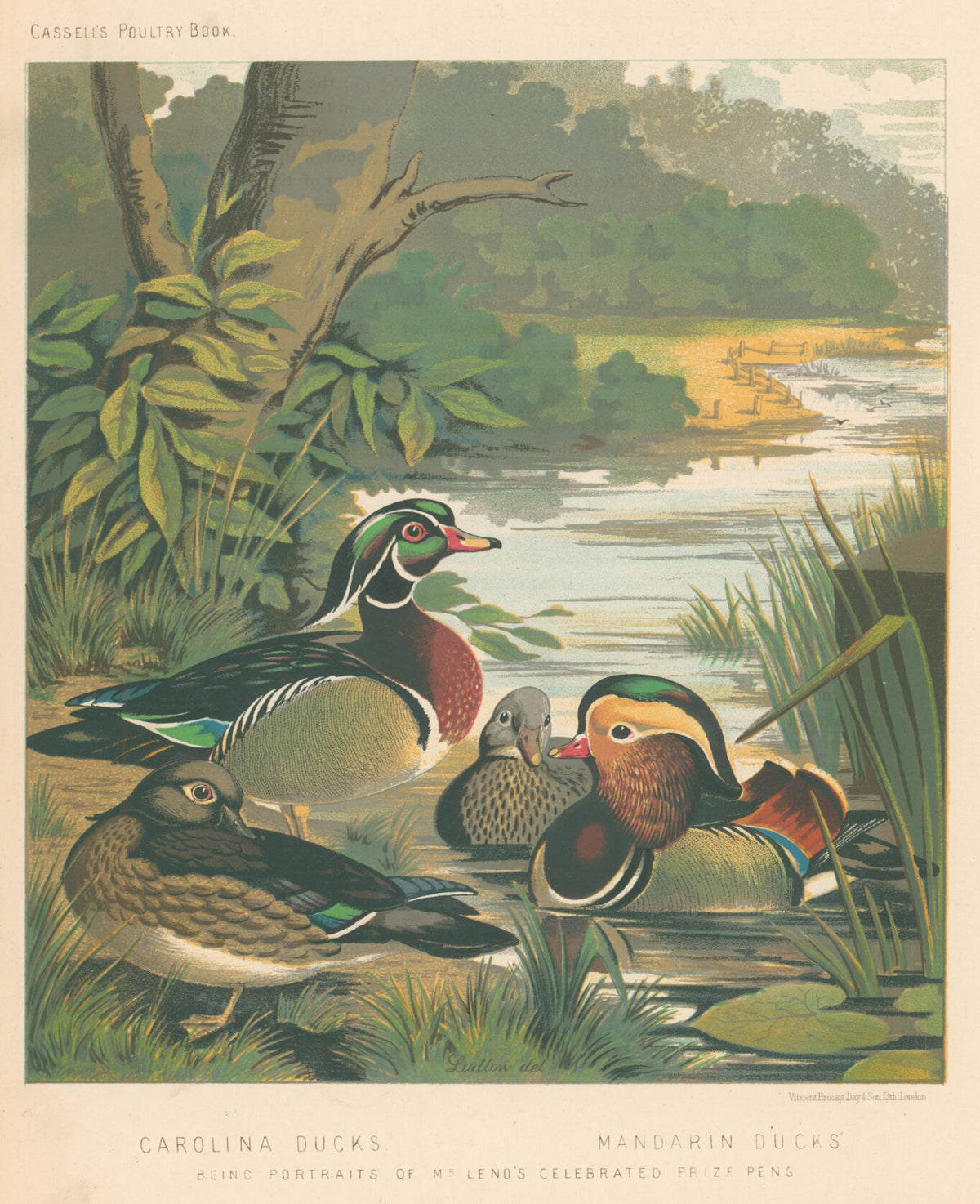 Carolina Ducks & Mandarin Ducks- By J.W. Ludlow