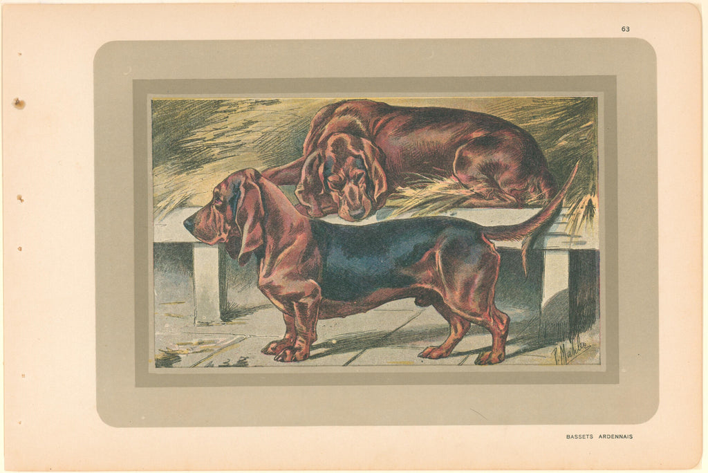 Bassett Hound- By P. Mahler