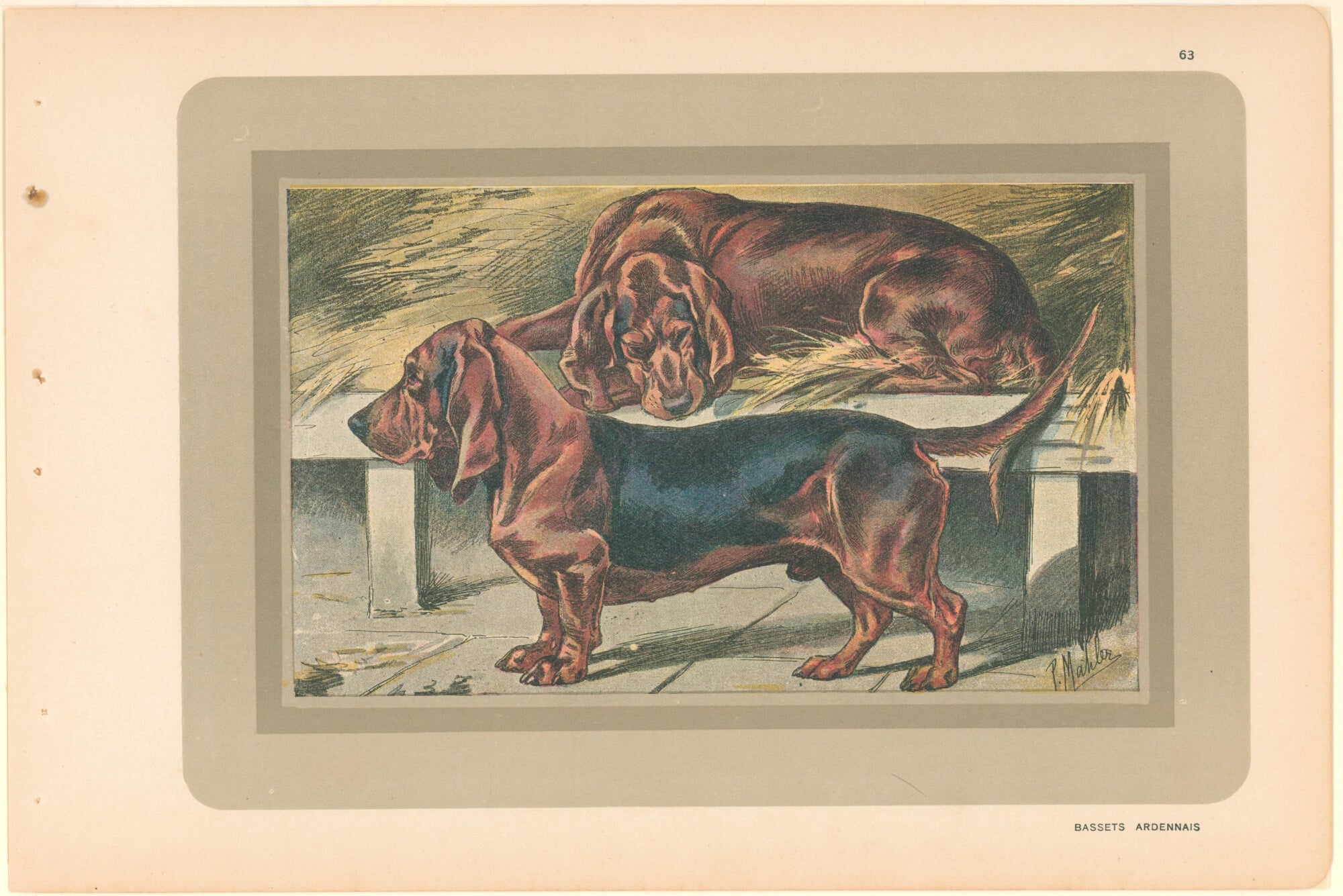 Bassett Hound- By P. Mahler