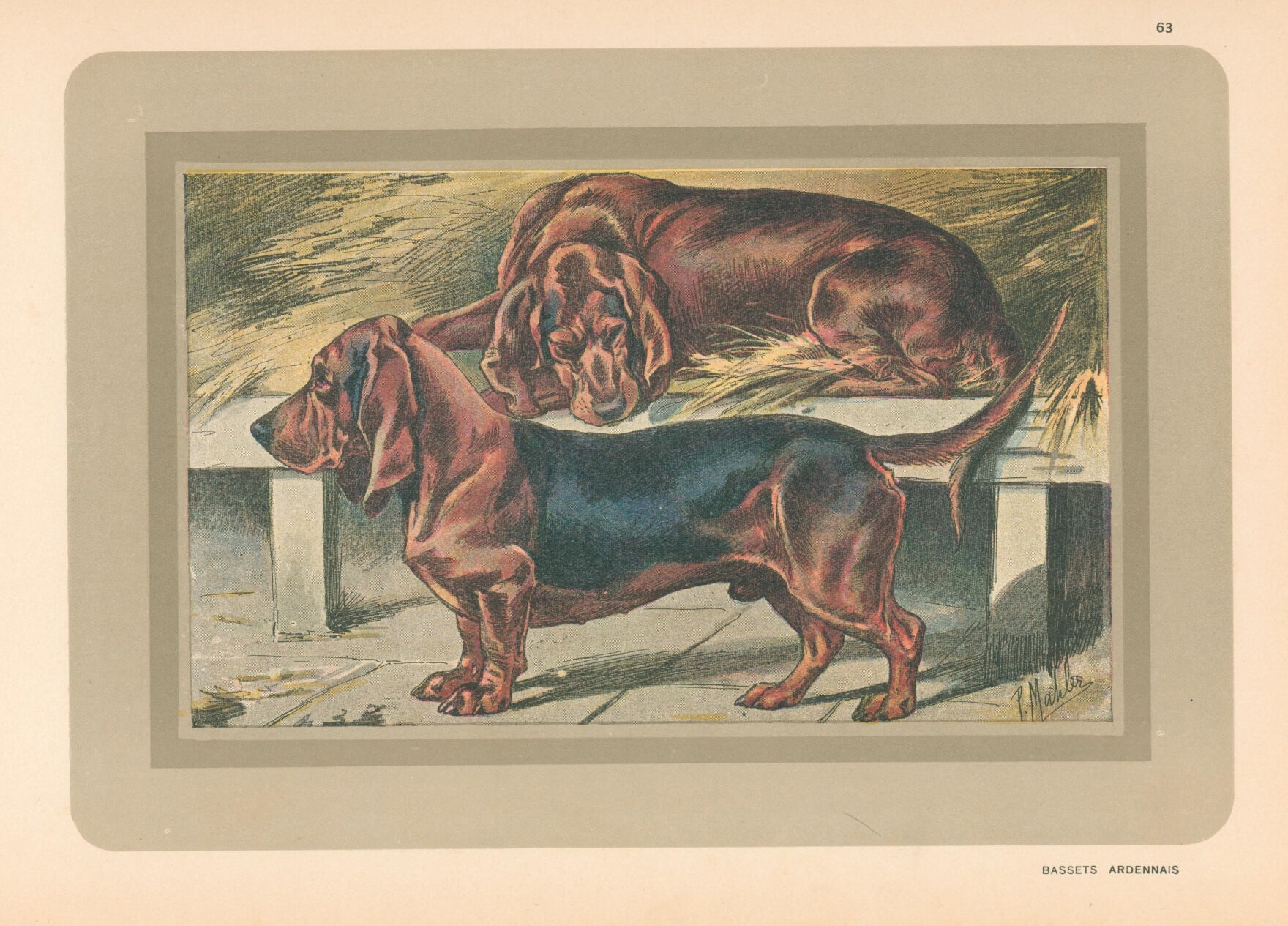 Bassett Hound- By P. Mahler