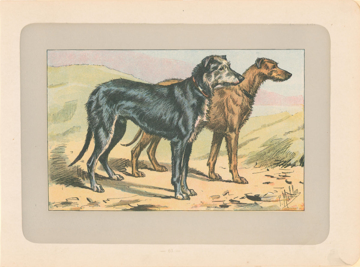 Deer Hound- By P. Mahler
