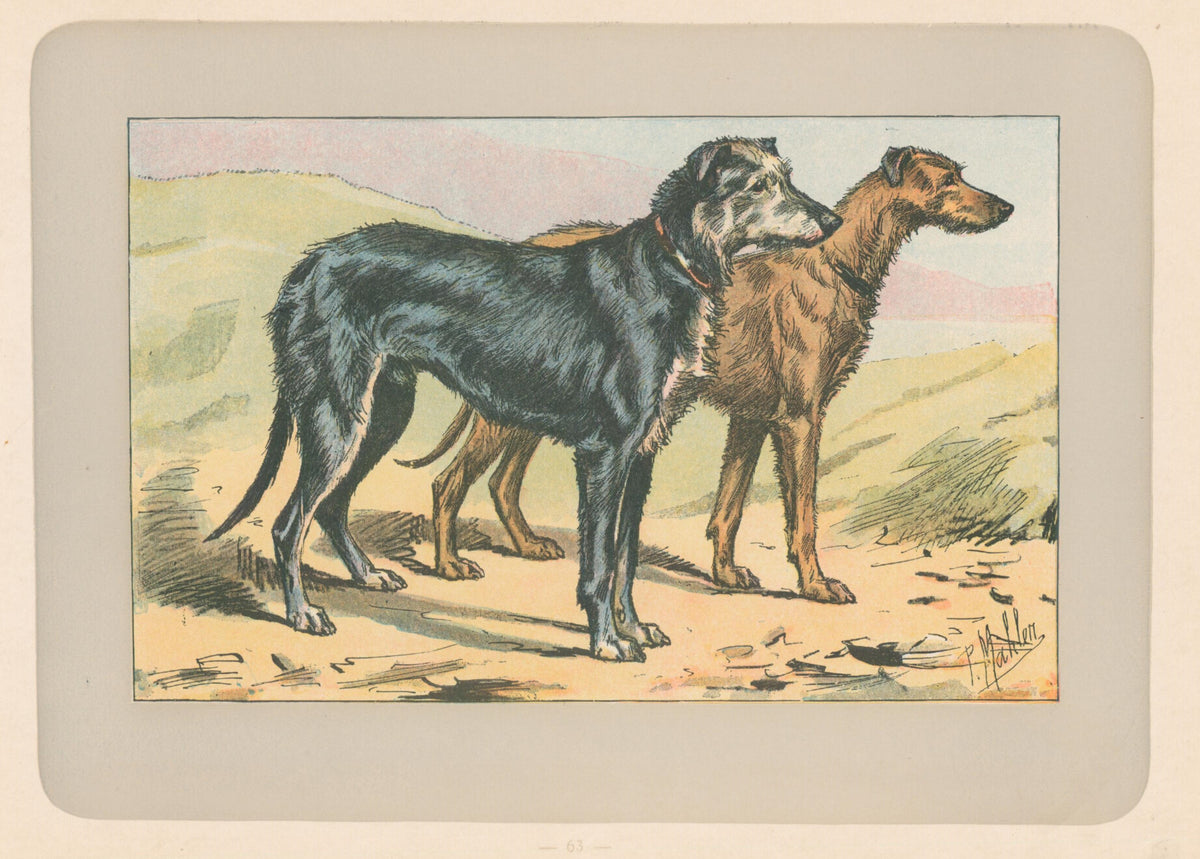 Deer Hound- By P. Mahler