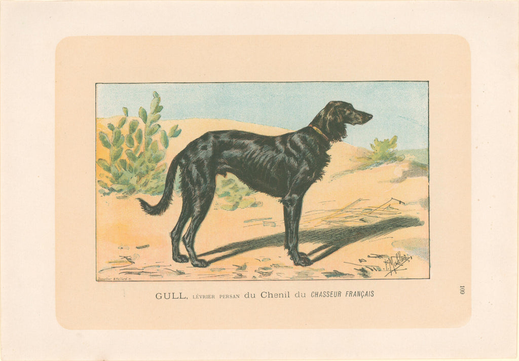 [Persian Greyhound]- By P. Mahler