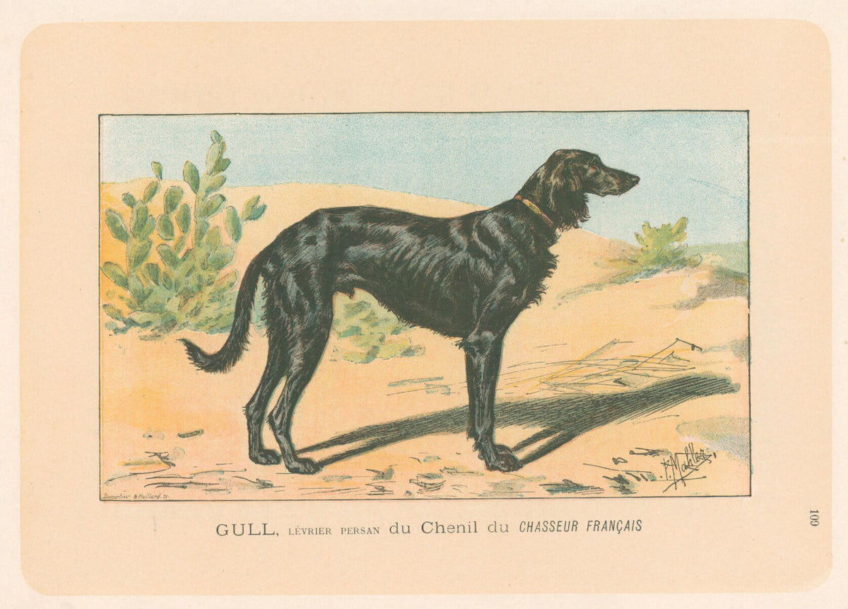 [Persian Greyhound]- By P. Mahler