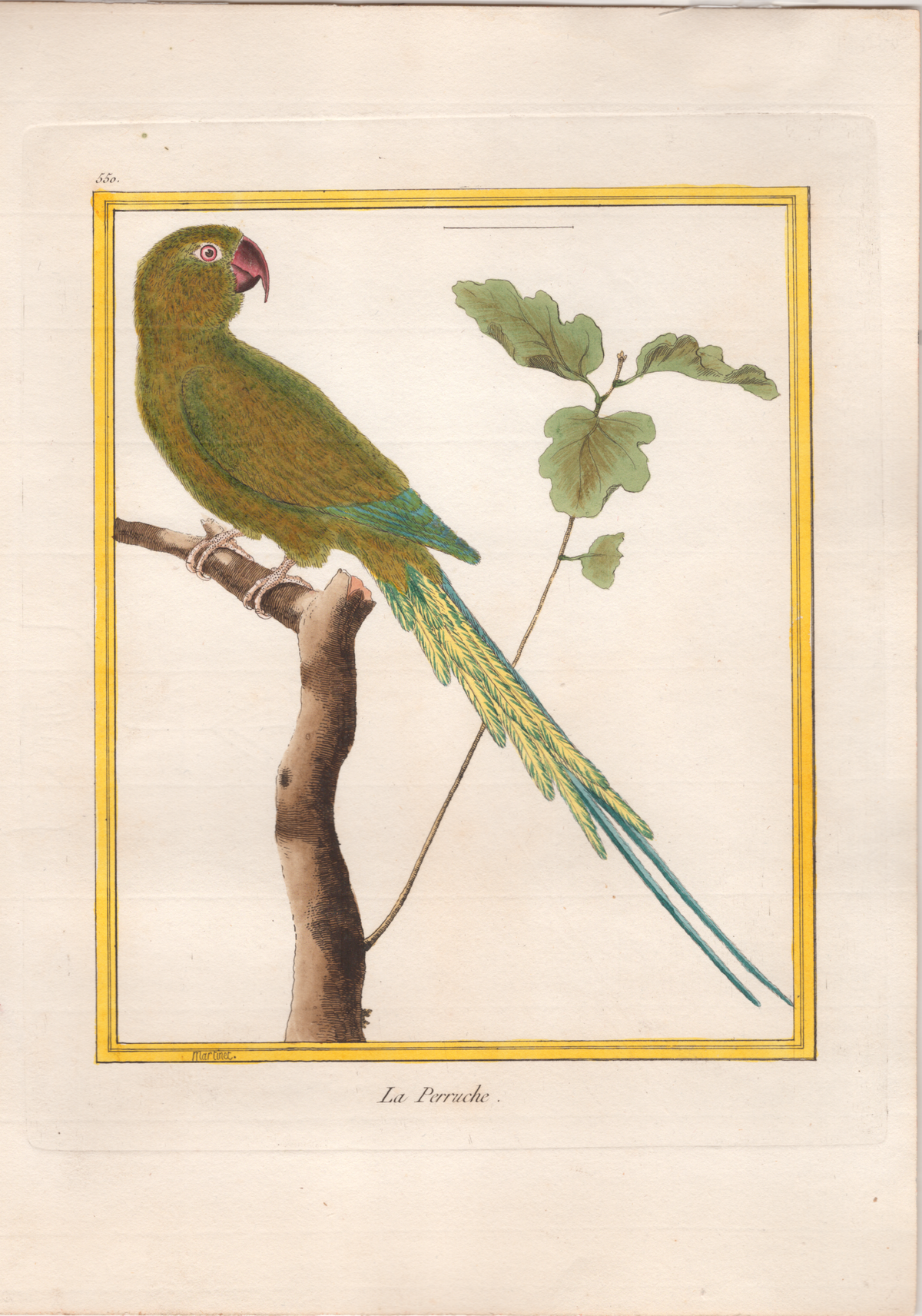 Pl. 550 Le Perruche- By Francois Martinet