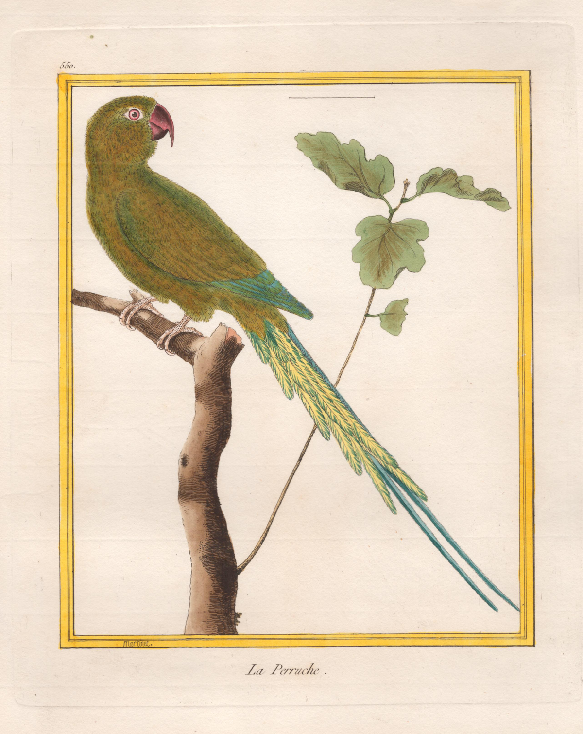 Pl. 550 Le Perruche- By Francois Martinet