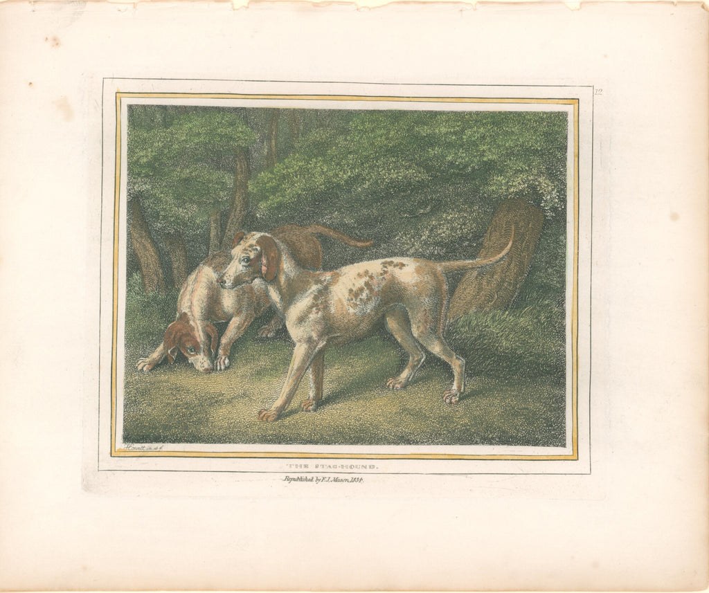 The Stag-Hound- By Edward Orme