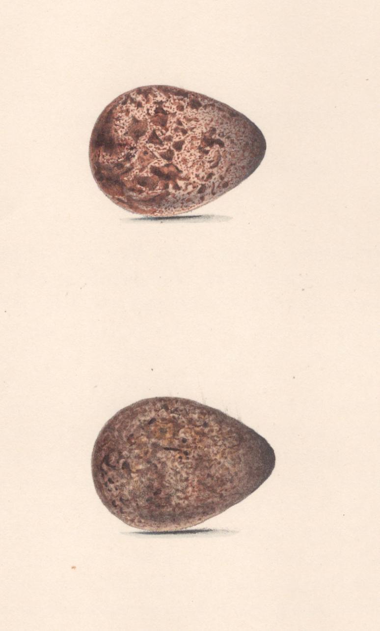 Plate 100- By William Hewitson