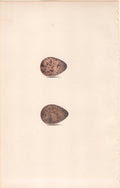 Plate 100- By William Hewitson