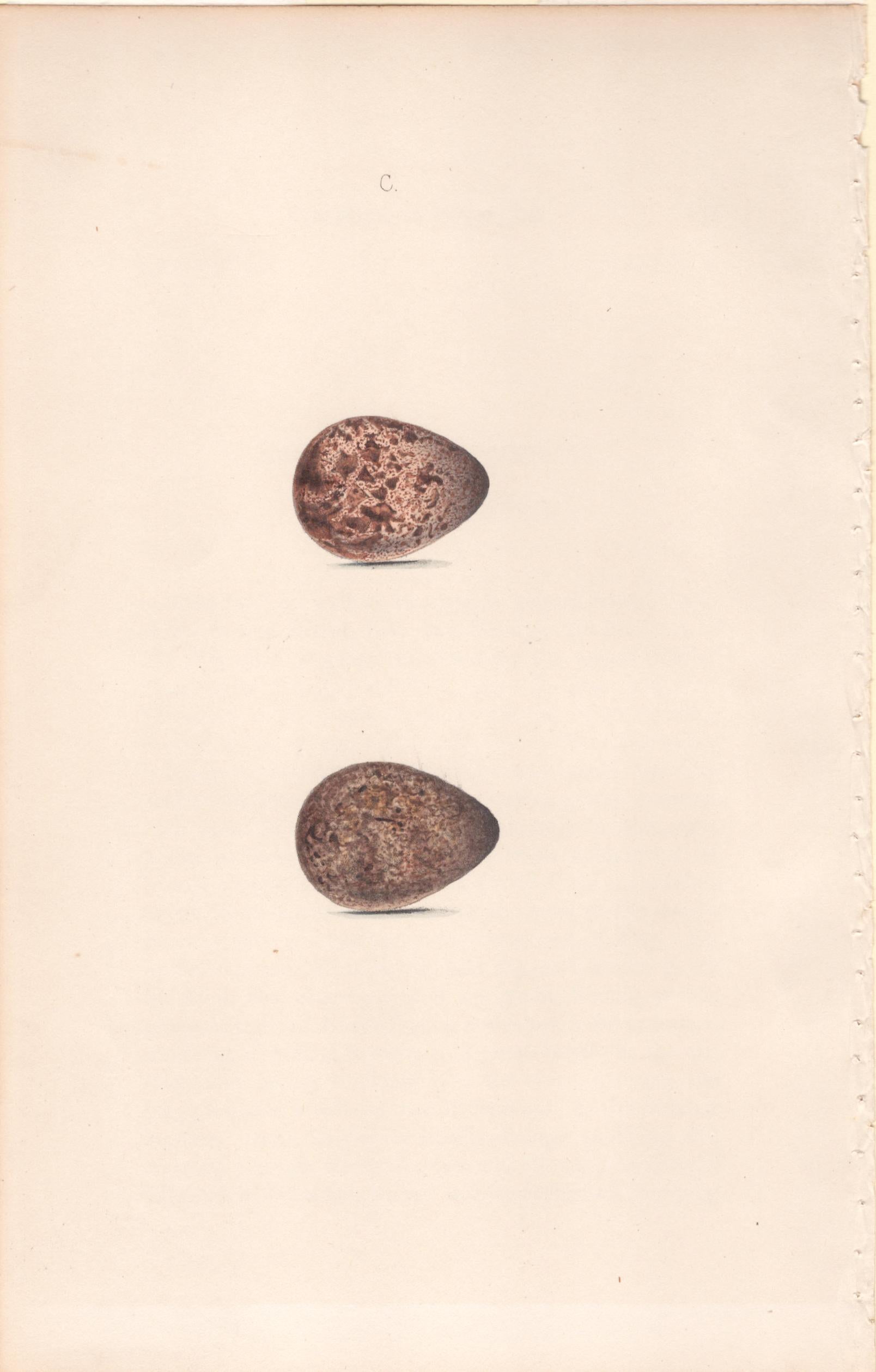Plate 100- By William Hewitson