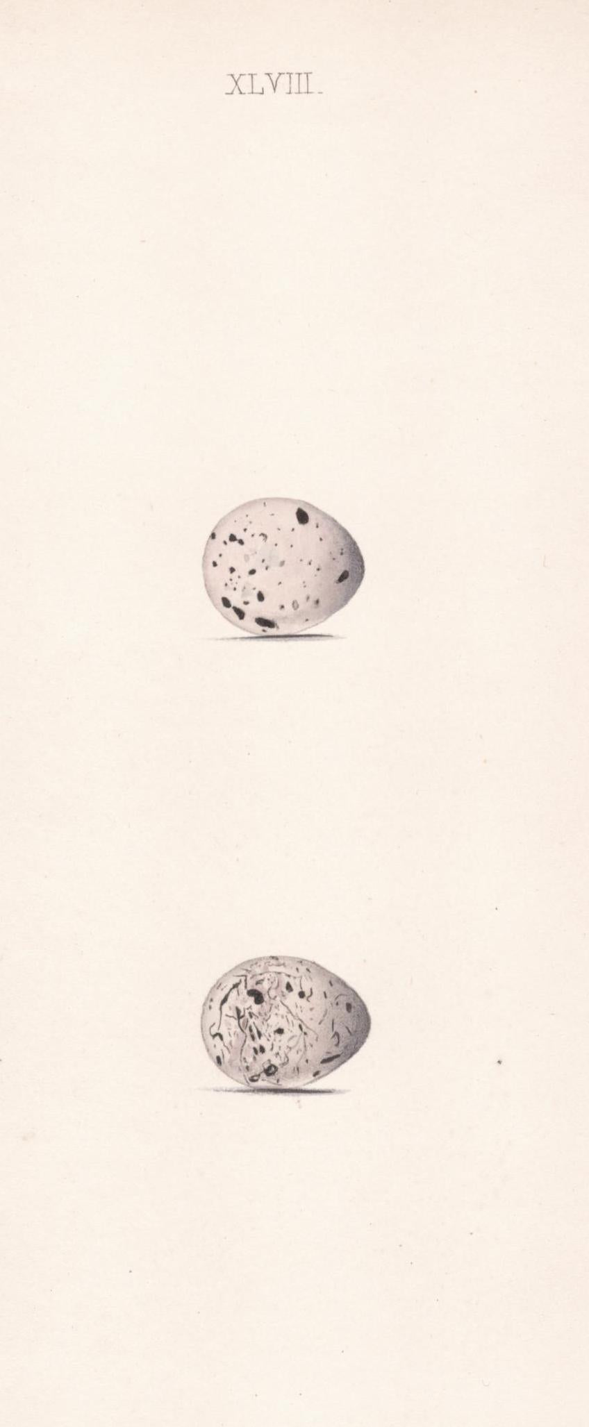 Plate 48- By William Hewitson