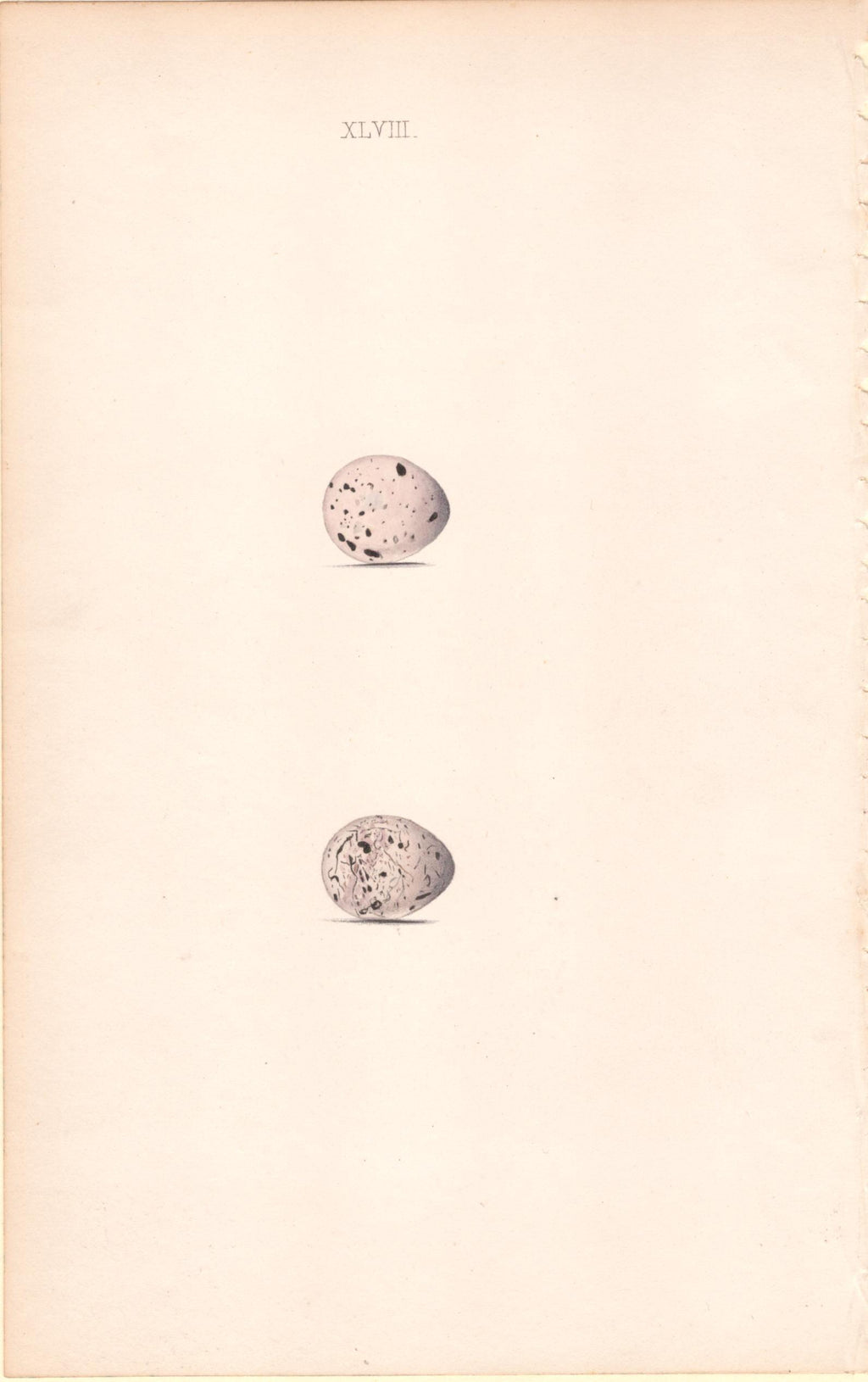 Plate 48- By William Hewitson