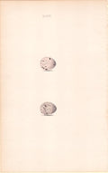 Plate 48- By William Hewitson