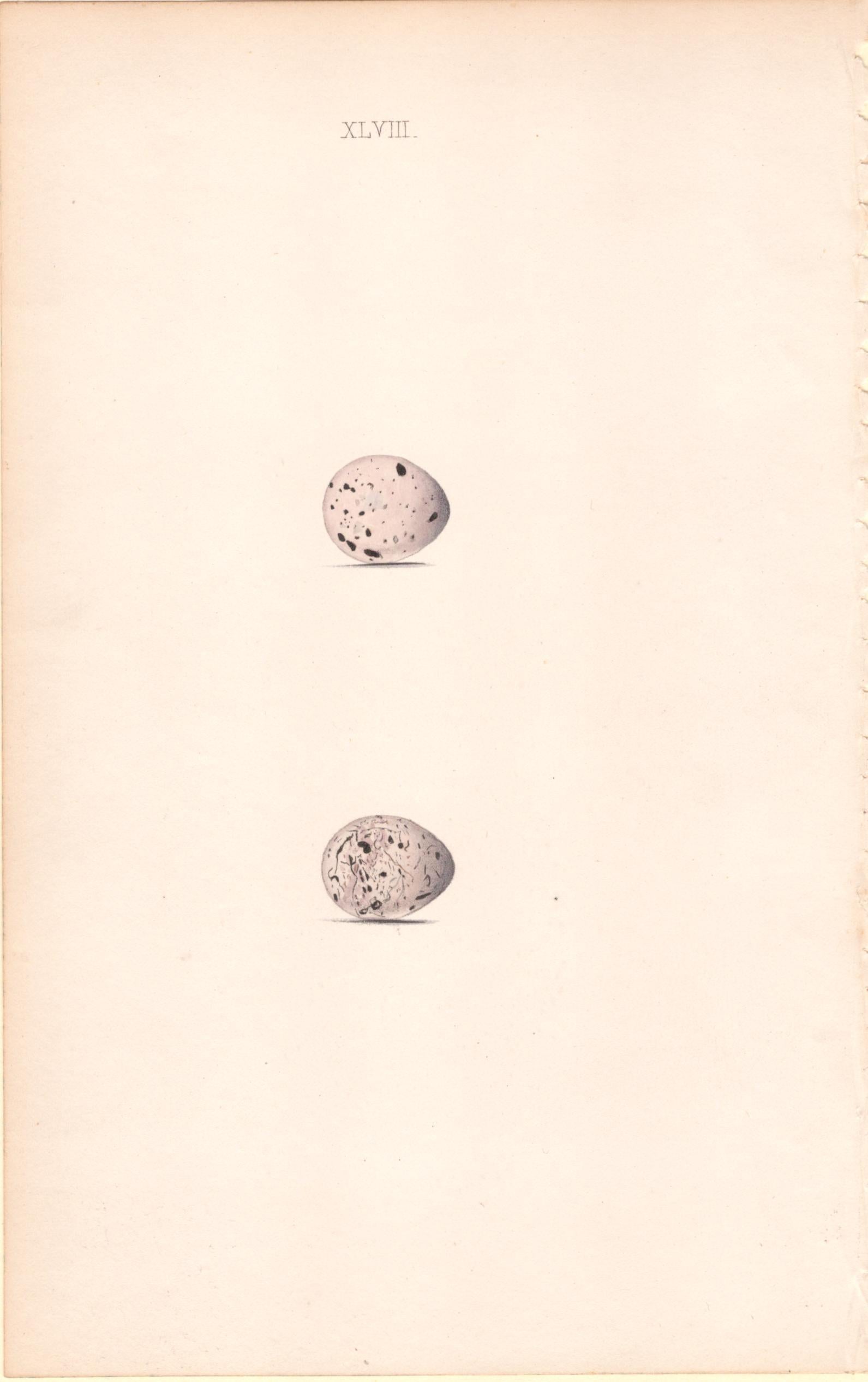 Plate 48- By William Hewitson