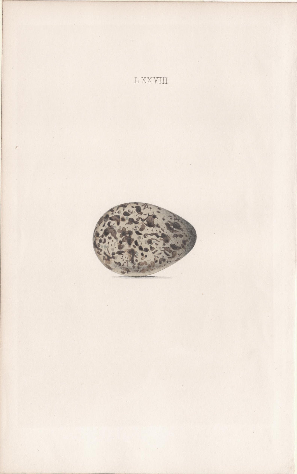 Plate 78- By William Hewitson