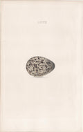 Plate 78- By William Hewitson