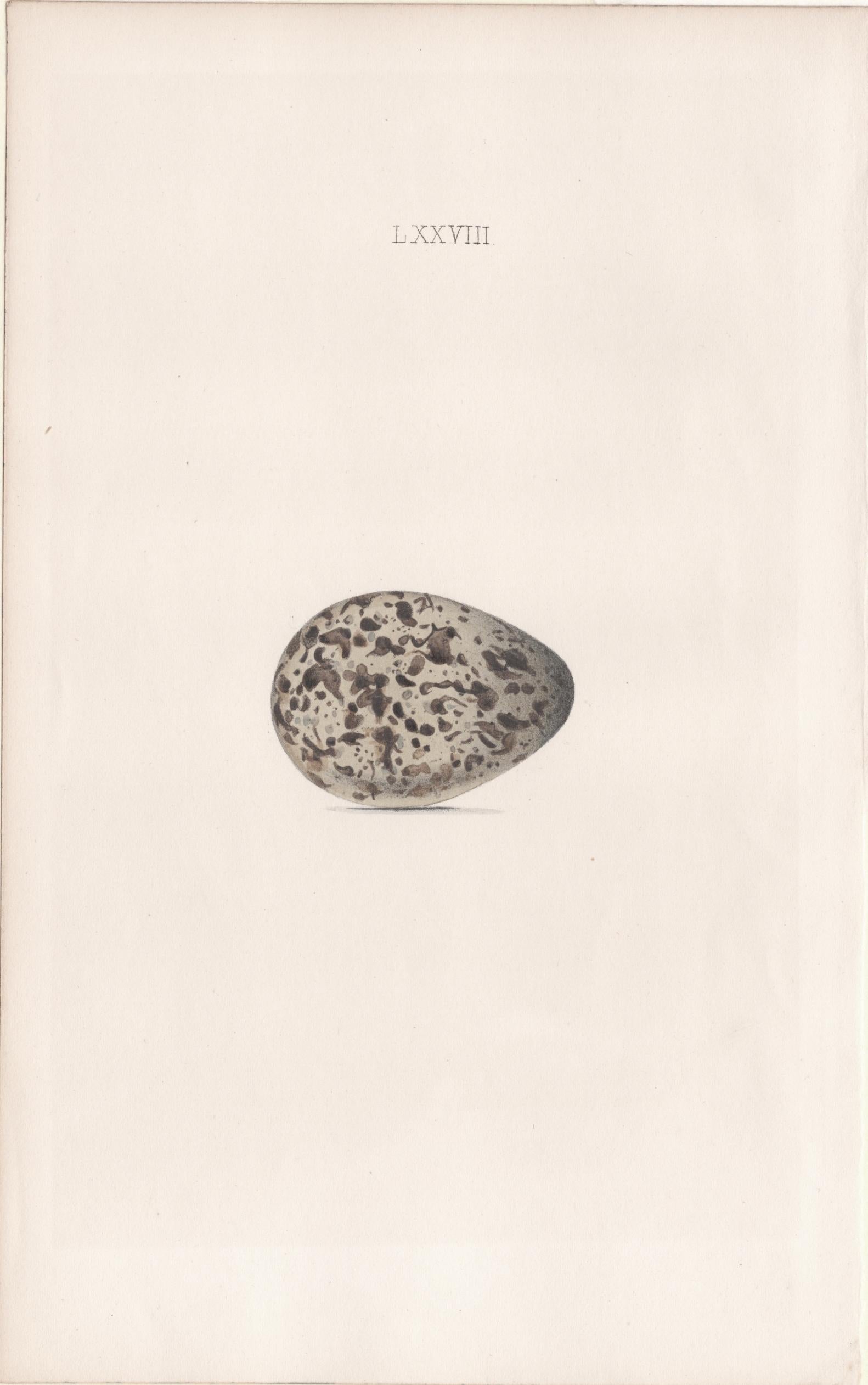 Plate 78- By William Hewitson