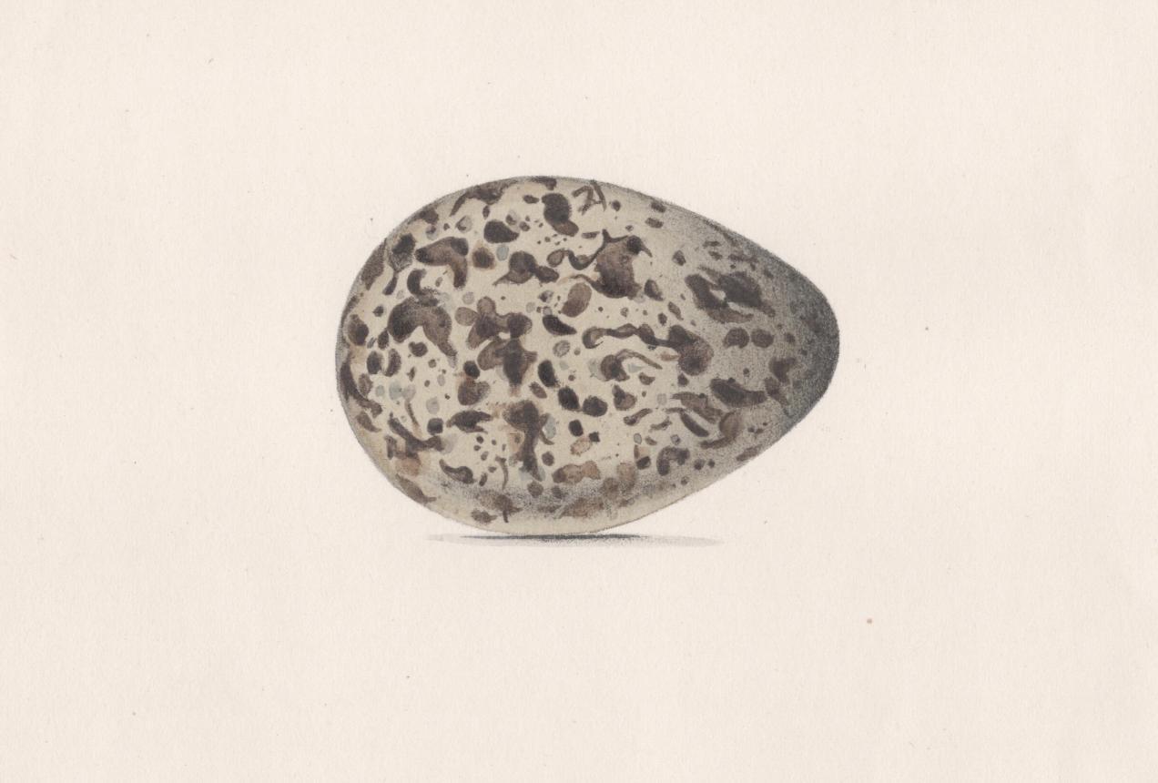 Plate 78- By William Hewitson