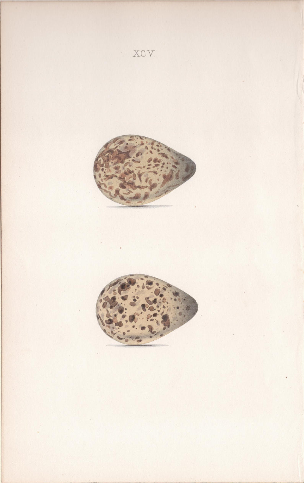 Plate 95- By William Hewitson