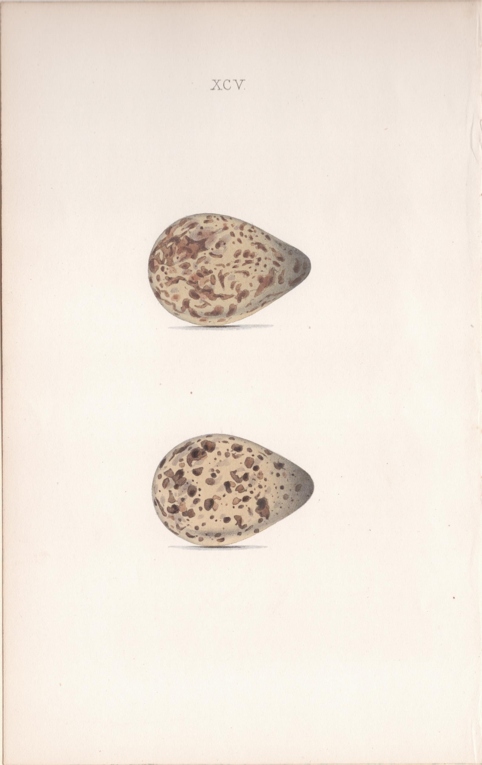 Plate 95- By William Hewitson