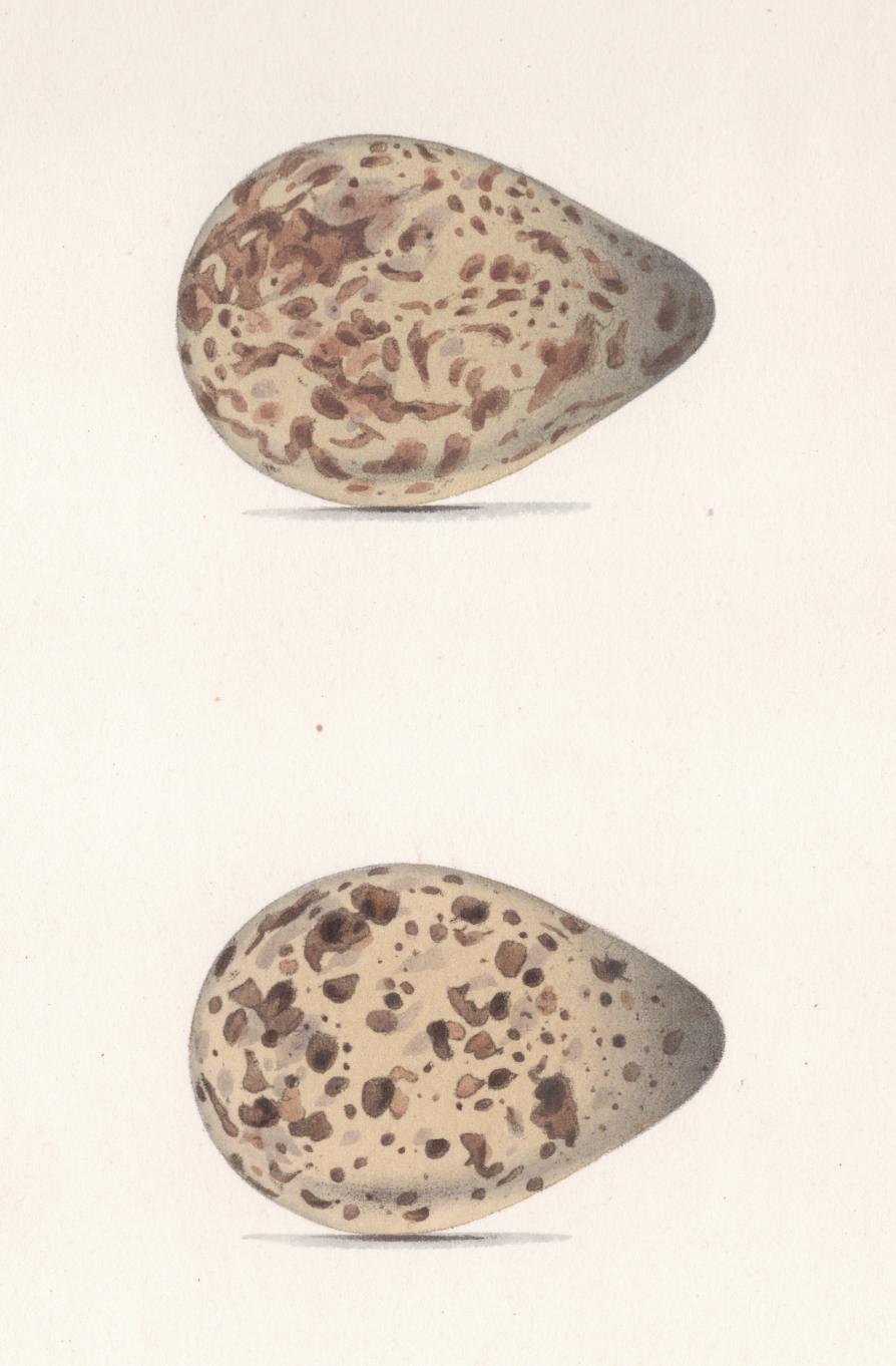 Plate 95- By William Hewitson