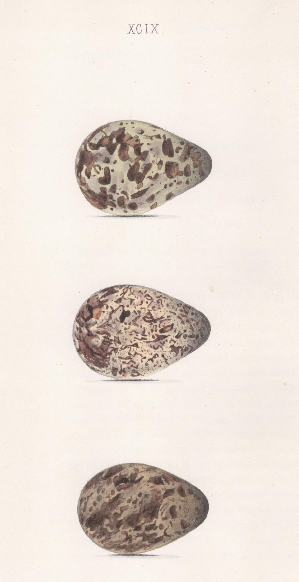 Plate 99- By William Hewitson