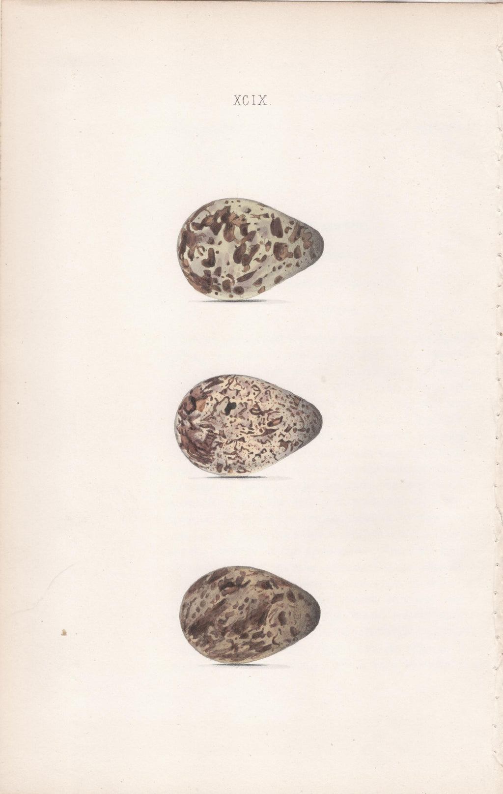 Plate 99- By William Hewitson