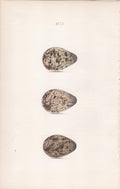 Plate 99- By William Hewitson