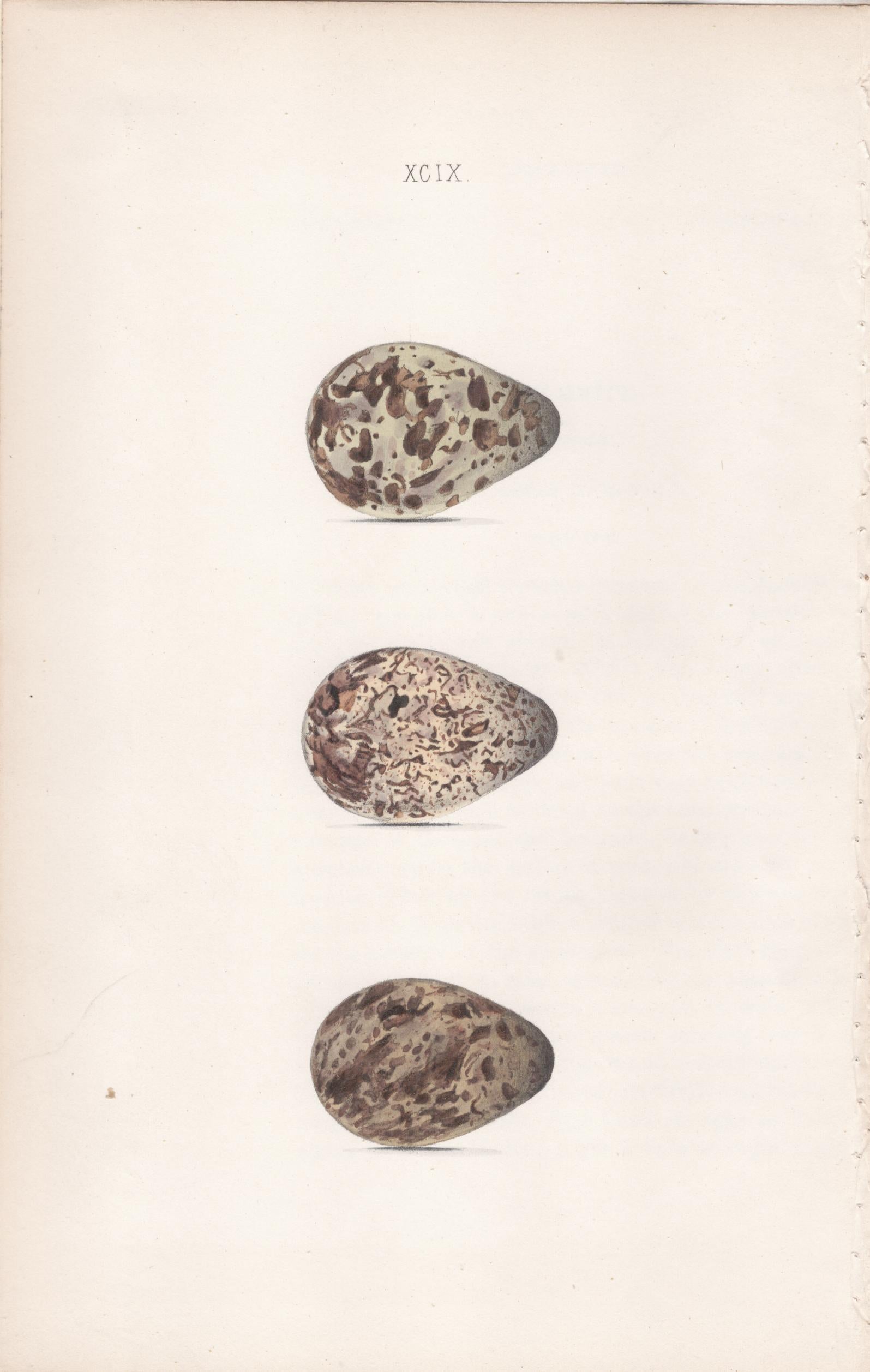 Plate 99- By William Hewitson