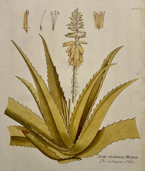 Aloe Elongata Murray [Plate 262]- By Joseph Jakob Plenck