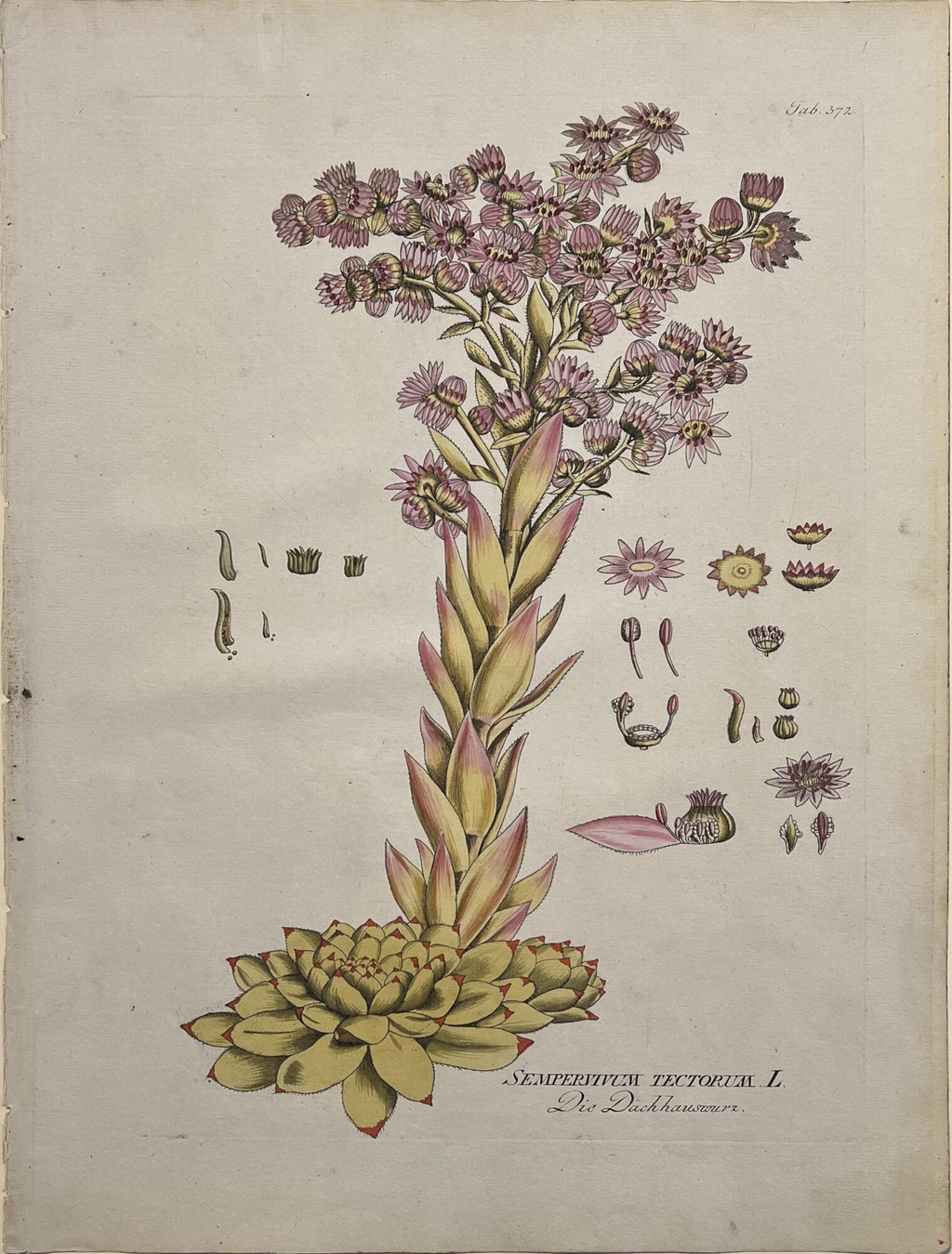 Sempervium Tectorum [Plate 372]- By Joseph Jakob Plenck