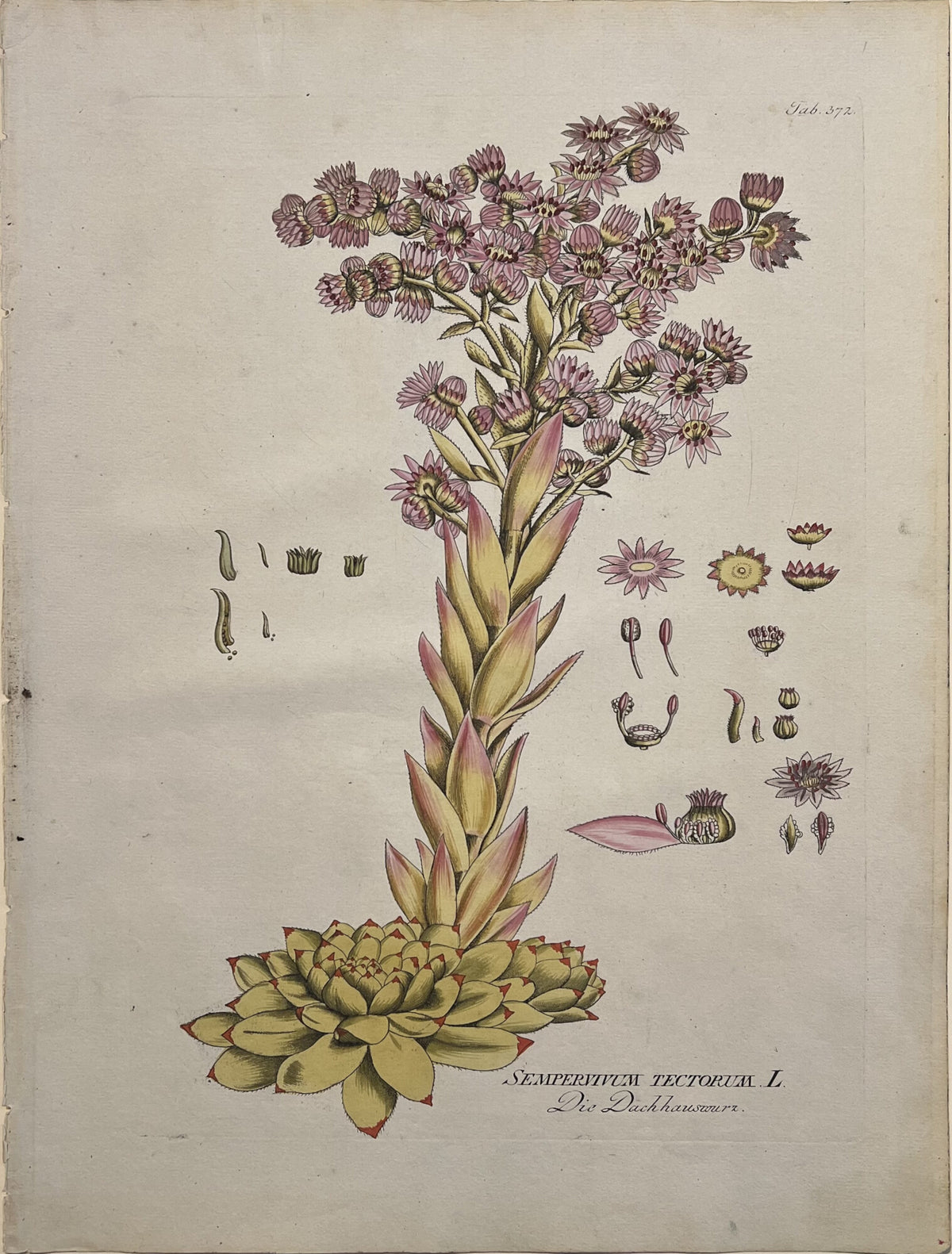 Sempervium Tectorum [Plate 372]- By Joseph Jakob Plenck