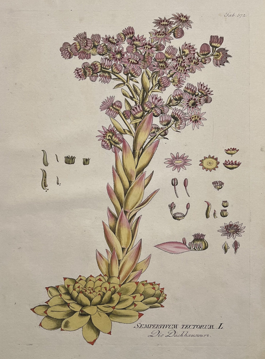Sempervium Tectorum [Plate 372]- By Joseph Jakob Plenck