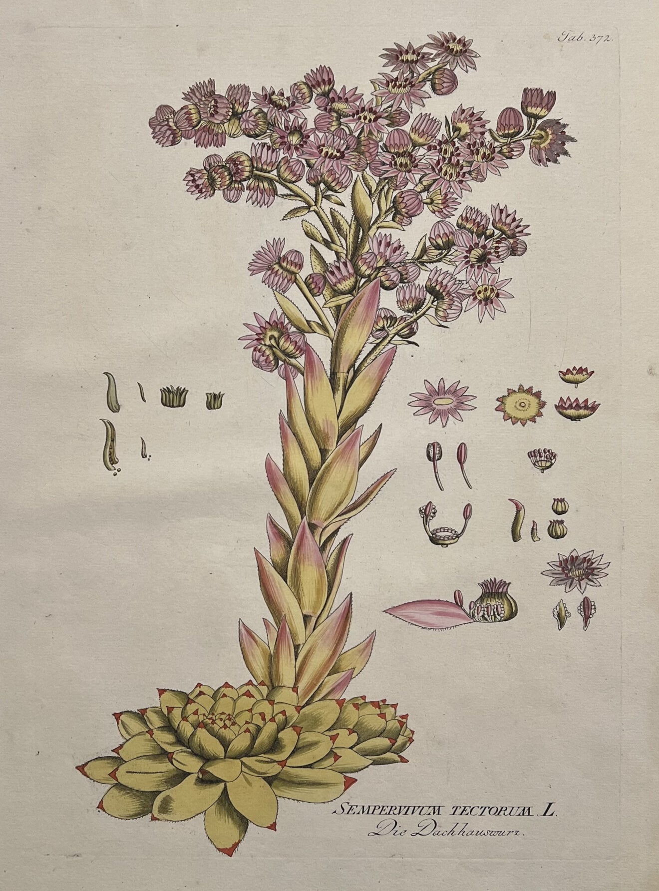 Sempervium Tectorum [Plate 372]- By Joseph Jakob Plenck