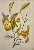 Gambogia Gutta [Plate 421]- By Joseph Jakob Plenck