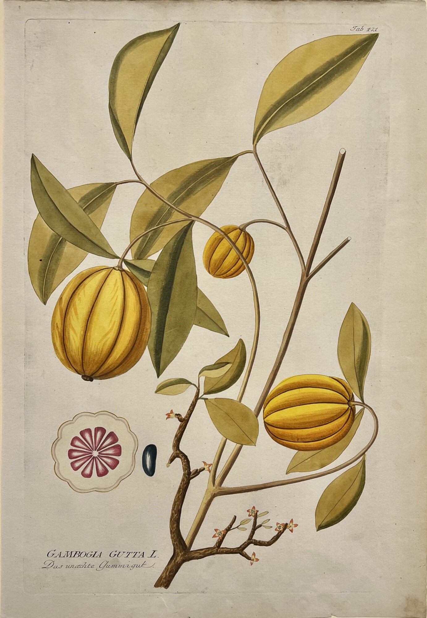 Gambogia Gutta [Plate 421]- By Joseph Jakob Plenck