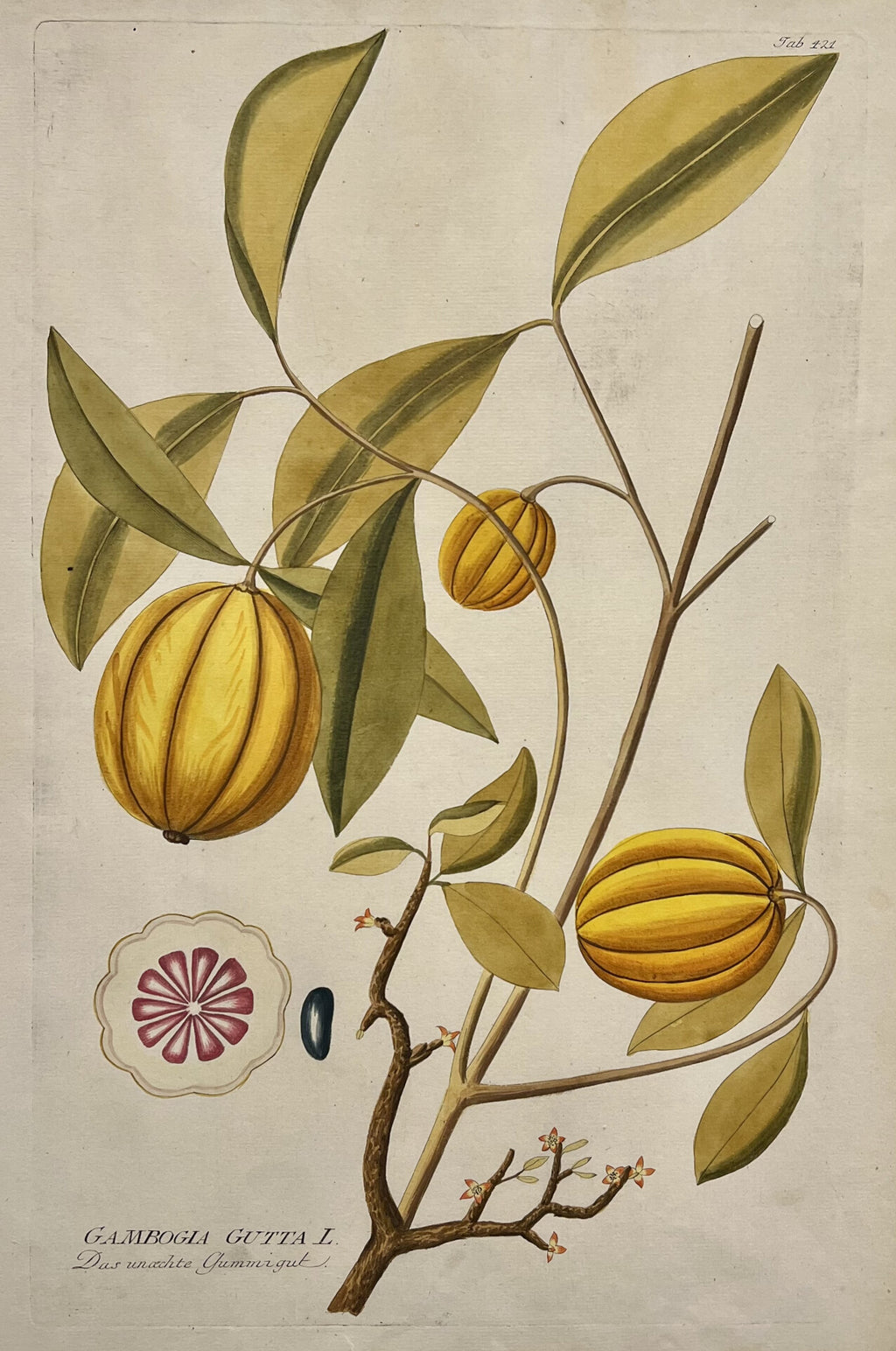 Gambogia Gutta [Plate 421]- By Joseph Jakob Plenck